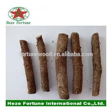Top growing rate paulownia shan tong roots cutting