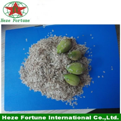 Various of paulownia seeds for supplying