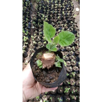 easy survive paulownia tree 9501 root seedling