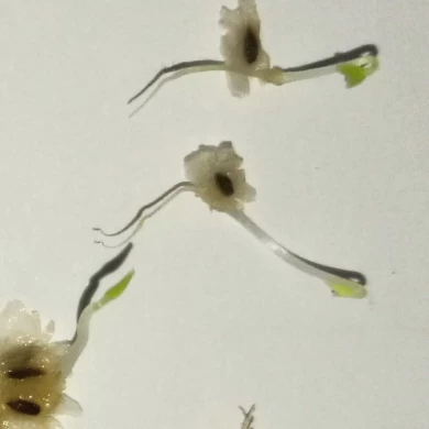 سريع تنمو البرد مقاومة هجين paotong fortunei و tomentosa الهجين الملكي الإمبراطورة شجرة paulownia بذور النباتات