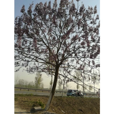 شجرة سريعة النمو الصيني المعطر البذور البذور الهجين 9501 المتطاولة