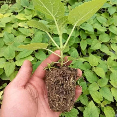 고품질의 차가운 저항성 빠른 성장하는 수백색 오동 나무 eleongata 뿌리 절단 및 씨앗