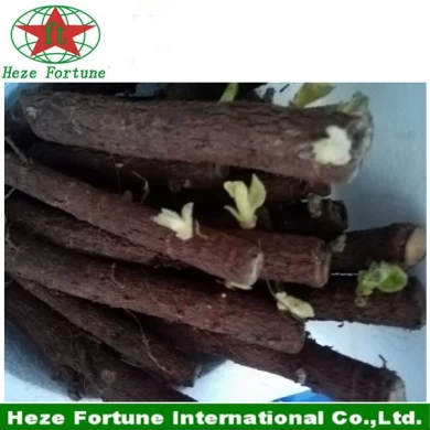 Высококачественные холодные устойчивые быстрые растущие избавление Paulownia elongata Roots Резка и семена