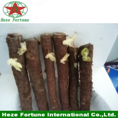 high survive rate cheap paulownia plant tree root
