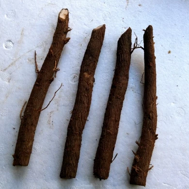 paulownia Z07 12-17cm hohe überlebensrate frische kälteresistente paulownia wurzeln mit zertifikat für plantage ShandongChina