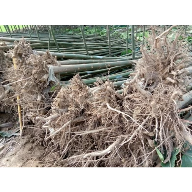paulownia elongata.paulownia shantong، hybrid 9501 root