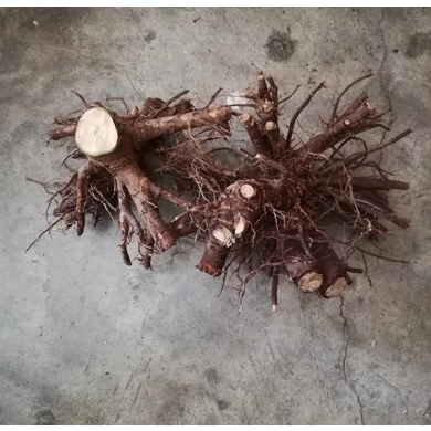 paulownia shantong seed,root cutting and stump for new planter plant big tree