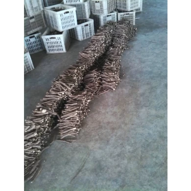 Großhandel kältebeständig Paulownia Wurzelkappung für Plantage