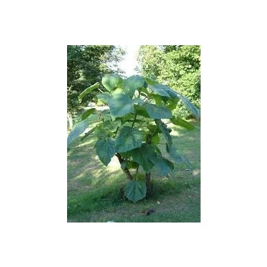 odun üretimi kullanımı Paulownia 9501 kök fide güdük dünyanın en hızlı büyüyen
