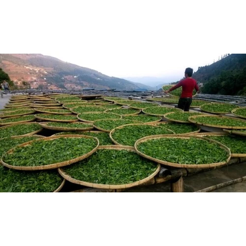 White Tea Withering