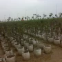中国 用于户外蔬菜植物花卉的透气马铃薯番茄种植盆无纺布种植袋供应商 制造商