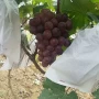 China Non Woven Grape Bagging Factory Grape Cover Bag Non Woven Fruit Protection Einweg-Obstbeutel Hersteller