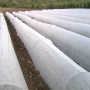 China Nonwoven Crop Cover Vendor Agriculture Protection Cover Uv Treated Non Woven Crop Shed Cover manufacturer