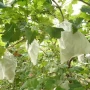 China Non Woven Grape Bagging Supplier Non Woven Agriculture Fruit Protection Bags Grape Protection Bags manufacturer