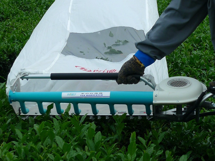 One Man Tea Harvester