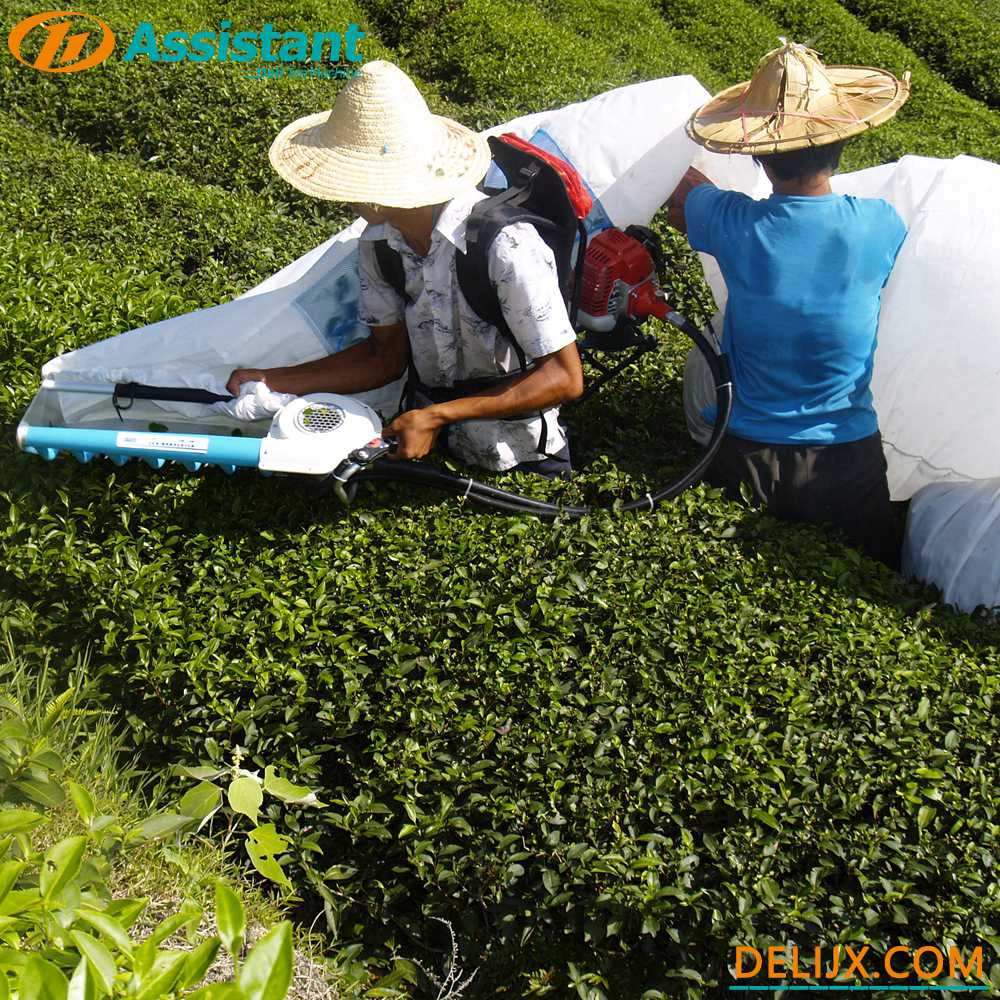One Man Ochici Kisankraft Mechanical Gasoline Tea Harvester
