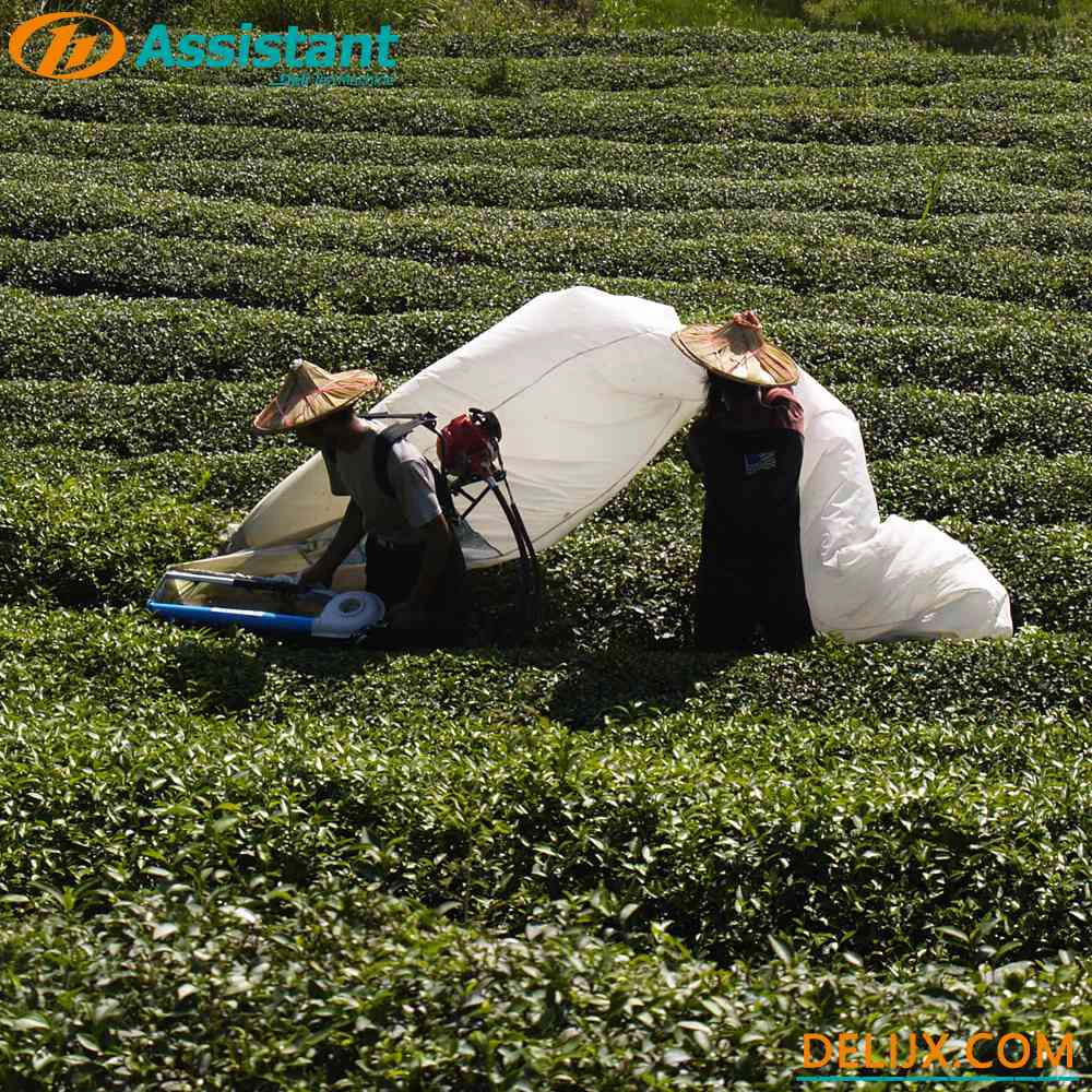 One Man Ochici Kisankraft Mechanical Gasoline Tea Harvester