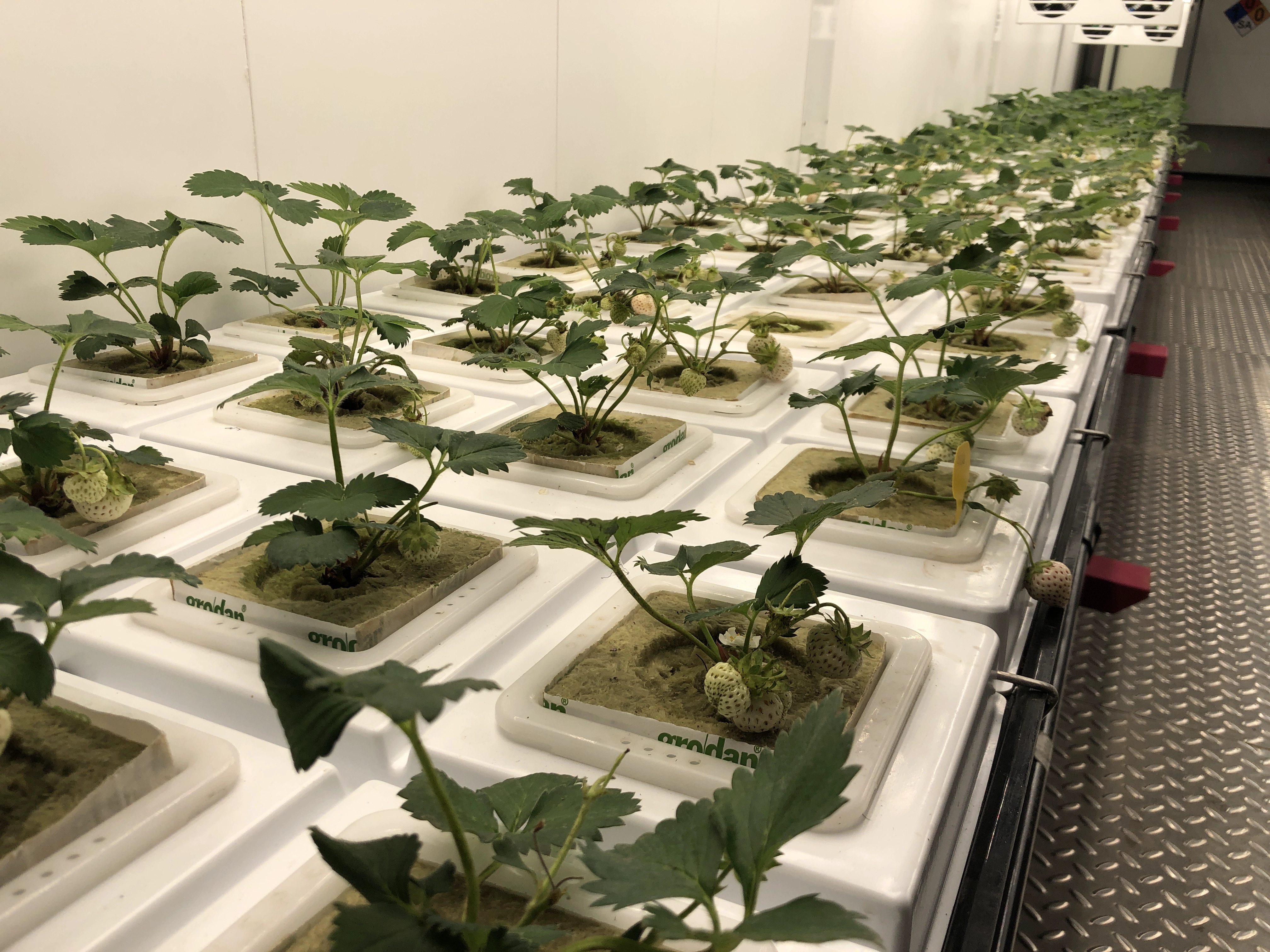 Real picture of strawberry planting hydroponic tray