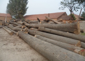 滑雪板木芯滑雪板甲板滑雪板滑板 skiboard woodcores 板, 滑水