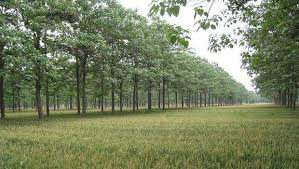 Unveiling the Potential of Paulownia Wood