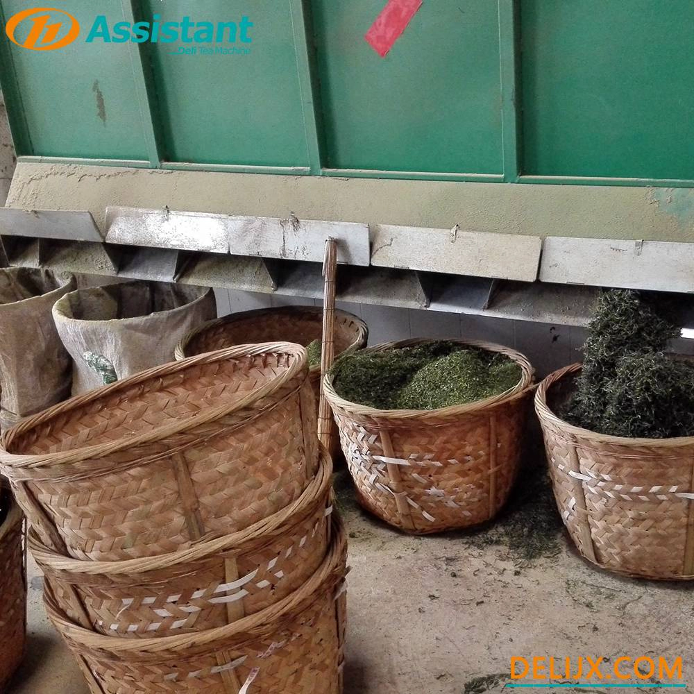 Cina Mesin Sortir Penampi Daun Teh Tipe 4 Berkelanjutan DL-6CFX-40 pabrikan