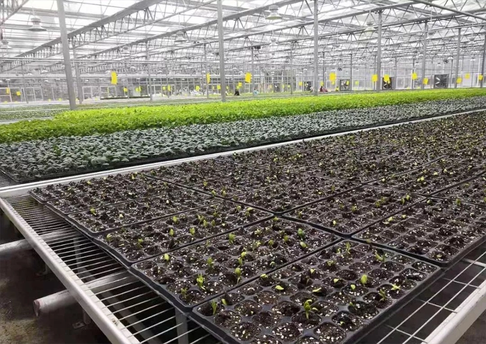 Dua Kaedah Menanam Anak Benih