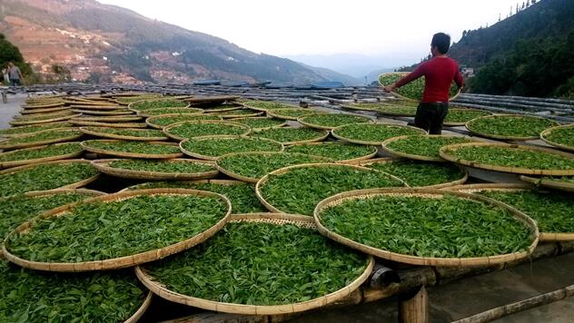 White Tea Withering