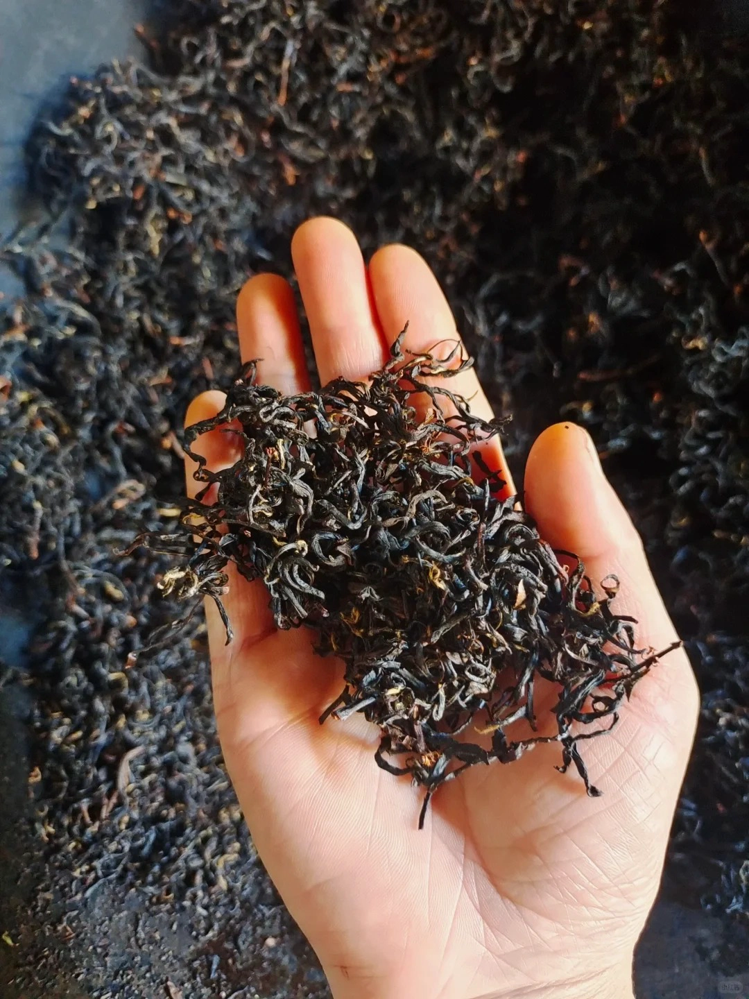 Dried tea leaves