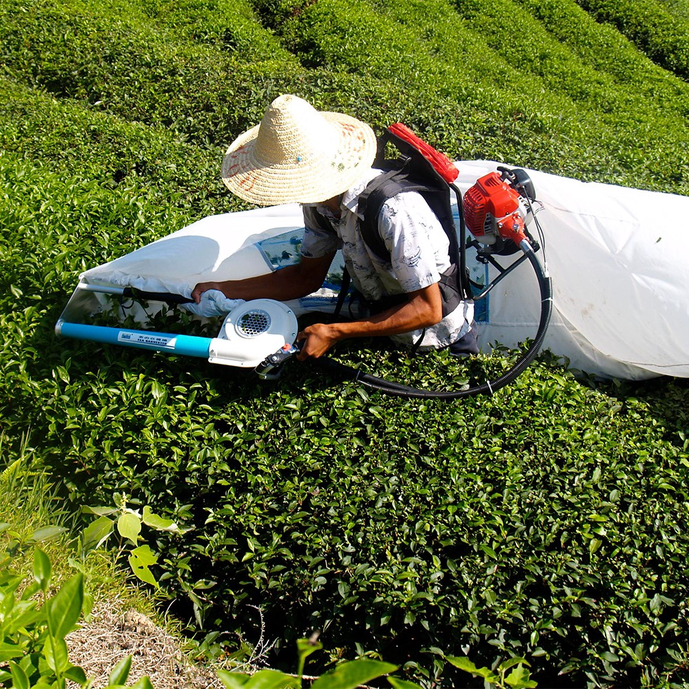 Cómo elegir la cosechadora de hojas de té adecuada