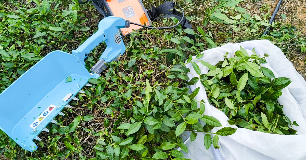 backpack-tea-harvester-battery-powered-field-operation
