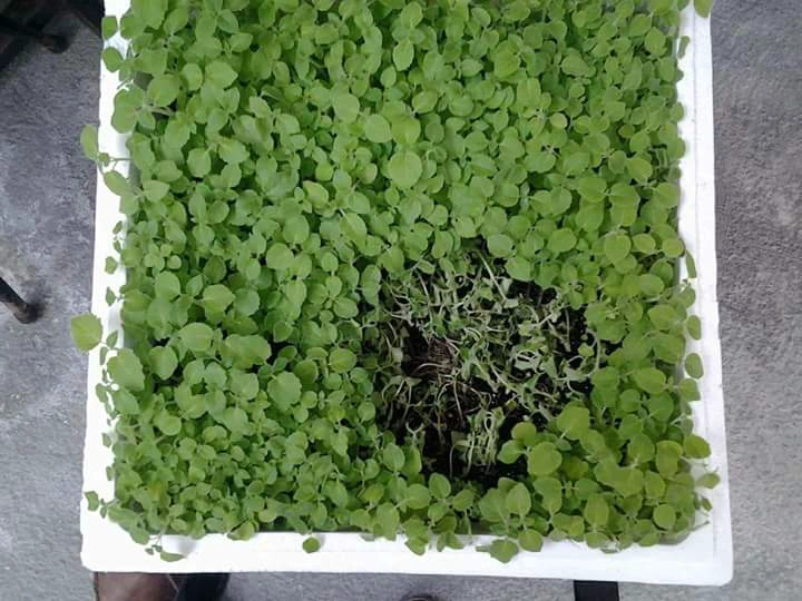 China 2023 fresh paulownia seeds kiri seeds on sale manufacturer