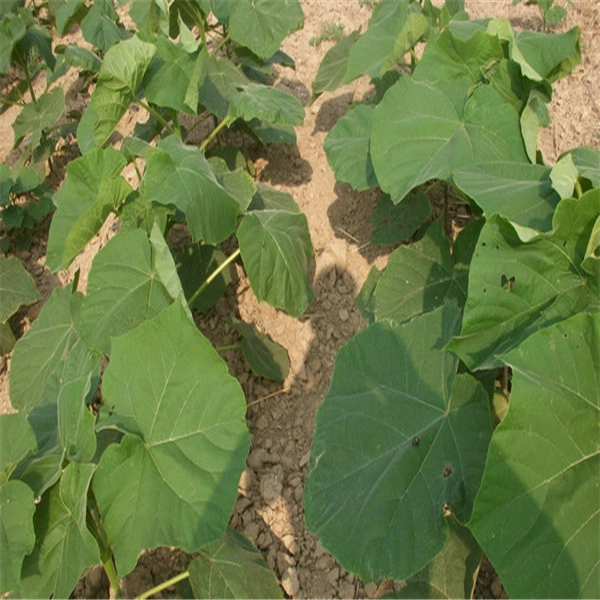 China PAULOWNIA ROOTS WITH CERTIFICATES manufacturer