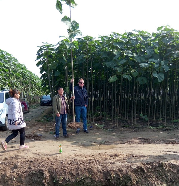 Быстро растущий Paulownia Hybrid 9501 корень для дерева
