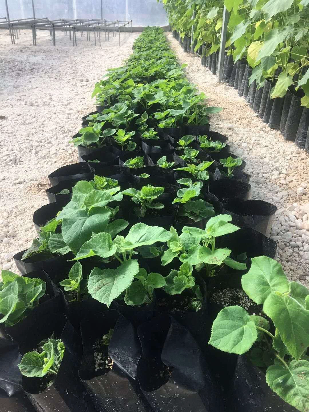 Быстро растущий Paulownia Hybrid 9501 корень для дерева