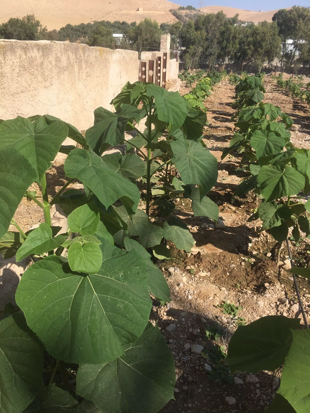 الصين الأصلي الصيني المعطر 9501 قطع الجذر 2025 لإنتاج الأخشاب