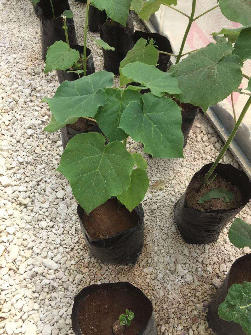 Raíz de paulownia 9501 de crecimiento más rápido PH 6-8