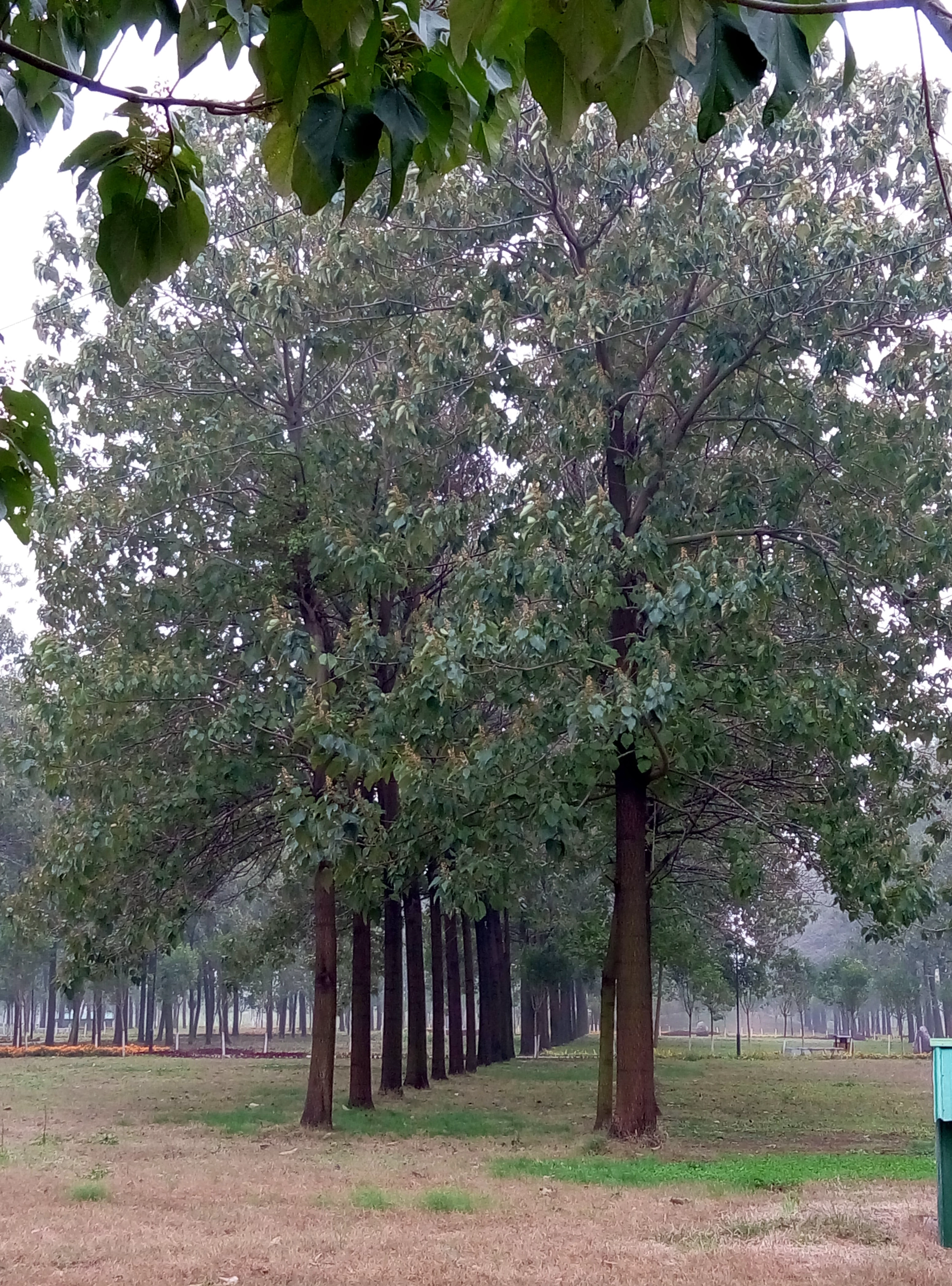 Raíz de paulownia 9501 de crecimiento más rápido PH 6-8