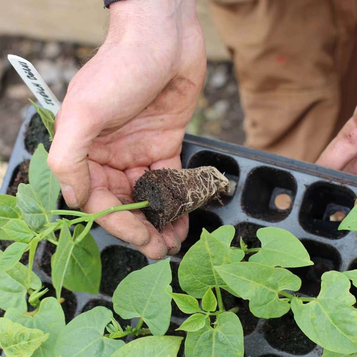 Efficiency from the Root: Why Professional Seedling Trays are the Future of Cultivation