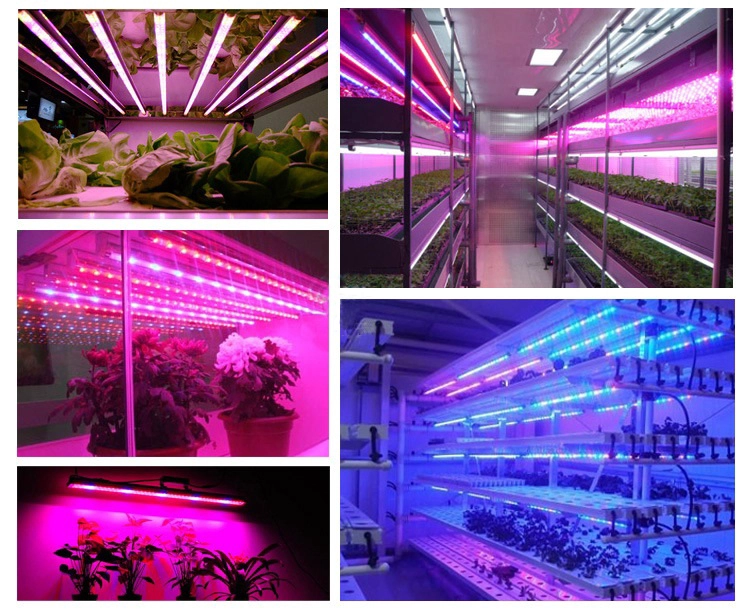 Acquista 2021 Intera vendita 150lm/w pianta per interni a spettro completo luci progressive a LED