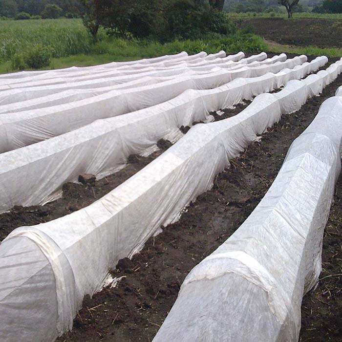 Cina Che cos'è il tessuto spunbond in PP agricolo? produttore