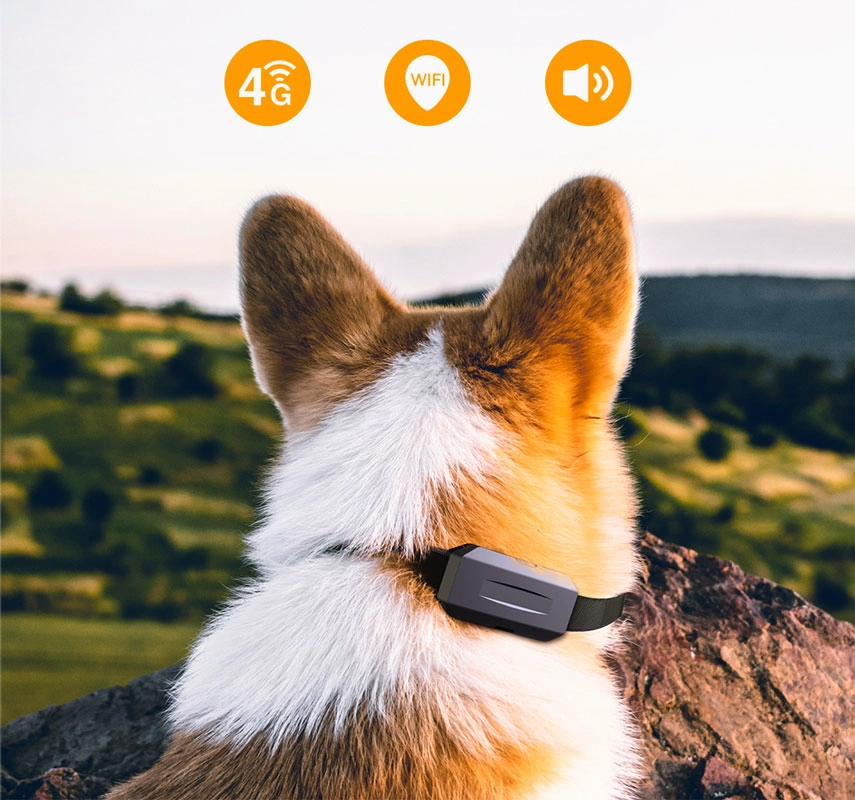 tracking device for dogs
