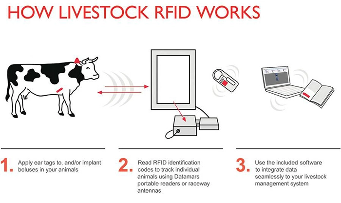 electronic ear tags for cattle