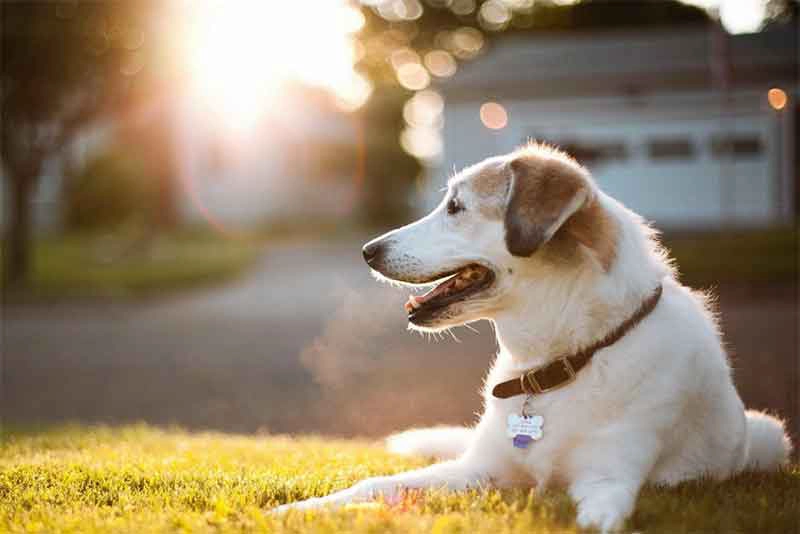 NFC Tag Pet
