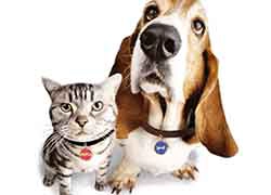 NFC tag ID électronique PET pour aider à récupérer les animaux de compagnie perdus
