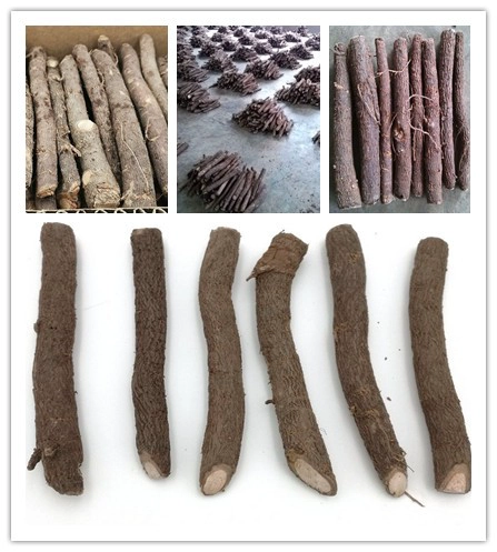paulownia root cut