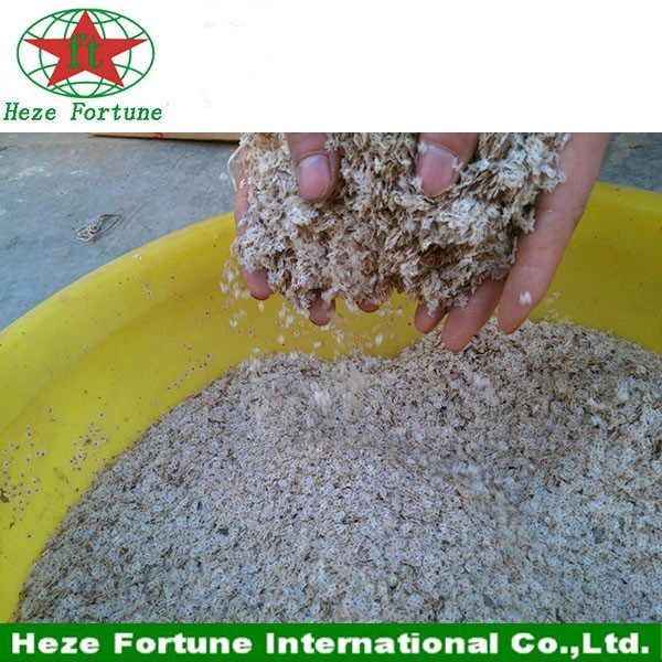 China 100% pure Paulownia seed hybrid 9501 manufacturer