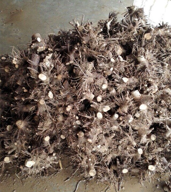 2-4 semanas brotar paulownia sistema coto raiz mais alta sobreviver