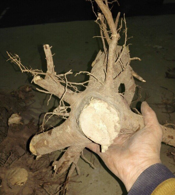 2-4 semanas brotar paulownia sistema coto raiz mais alta sobreviver