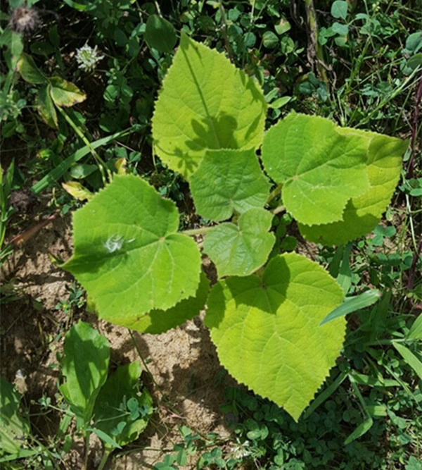 2-4 semanas brotar paulownia sistema coto raiz mais alta sobreviver