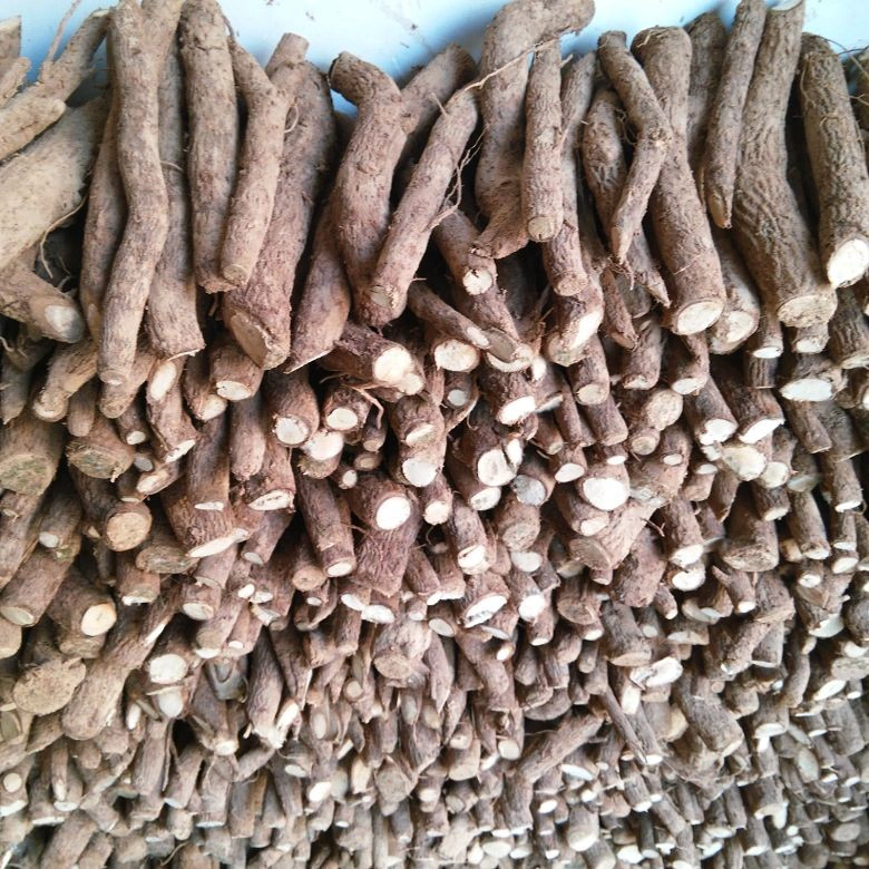2018 fresh cut paulownia root hybrid 9501,shantong,elongata,tomentosa,fortunei wholesale in November
